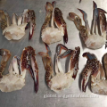 Frozen Cut Swimming Crab Cut Blue Swimming Crab Portunus Trituberculatus Supplier
